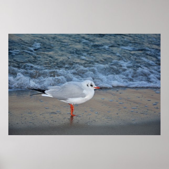 Affiche La mouette sur la plage (Devant)
