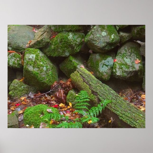 Affiche La mousse dans les bois (Devant)