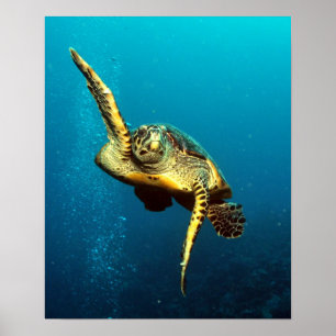 Affiche La nage sous-marine des tortues de mer