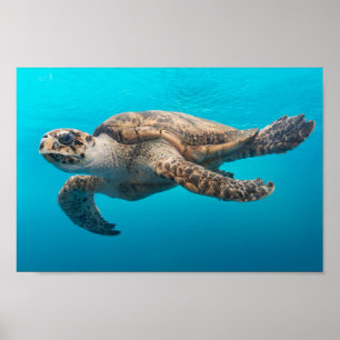 Affiche La natation des tortues de mer