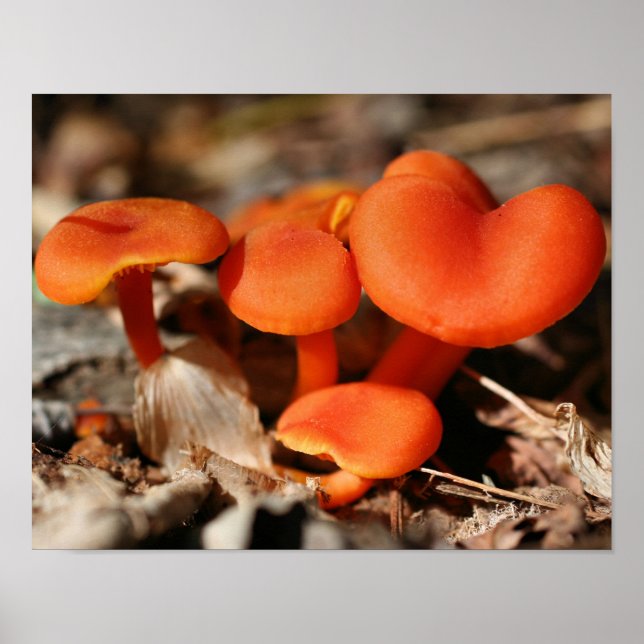 Affiche La nature de la famille des champignons orange (Devant)