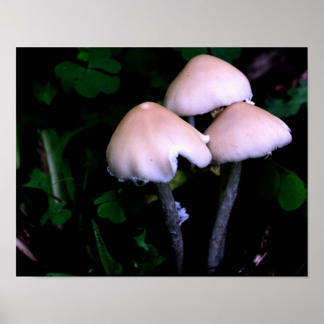 Affiche La nature des champignons de minuit (Devant)