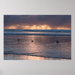 Affiche La nature des oiseaux de la plage Sunset Coast
