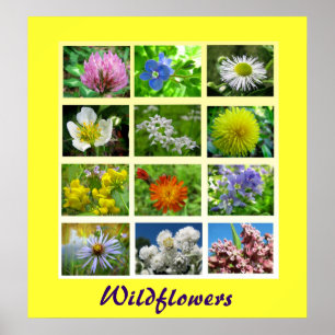 Affiche La nature florale fleur sauvage