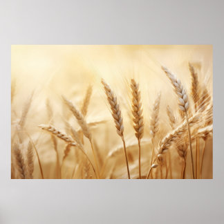 Affiche La nature paisible du blé