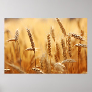 Affiche La nature paisible du blé