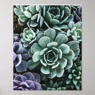 Affiche La nature Plante verte Succulente