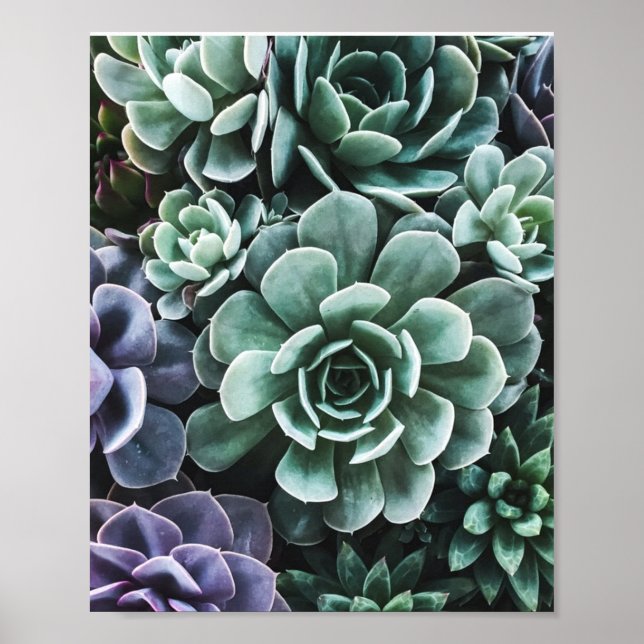 Affiche La nature Plante verte Succulente (Devant)