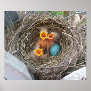 Affiche La nouvelle naissance du ressort