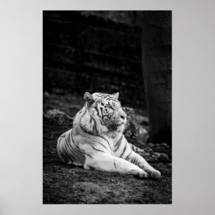 AFFICHE LA PENSÉE DU TIGRE