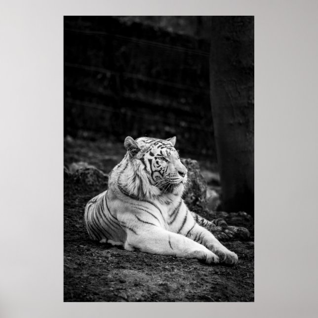 AFFICHE LA PENSÉE DU TIGRE (Devant)