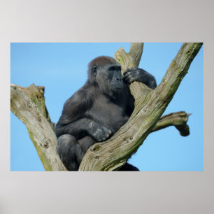 Affiche La perche d'arbre paisible de Gorilla