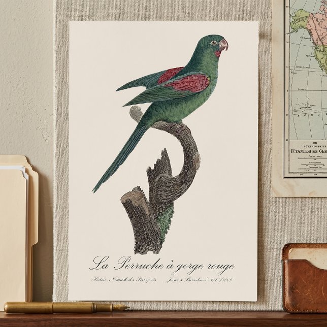 Affiche La Perruche a gorge rouge (Orange-Chinned Parakeet, Brotogeris jugularis. Poster)
