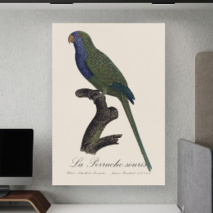 Affiche La Perruche souris / Monk Parakeet