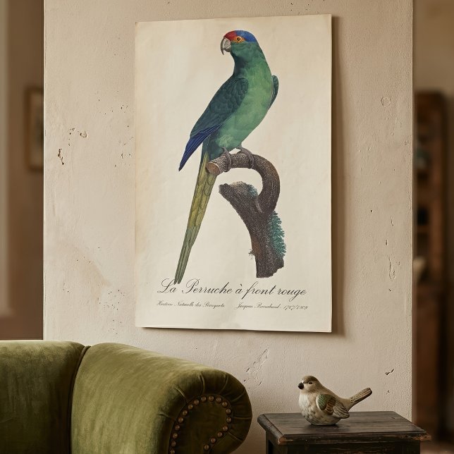 Affiche La Perruche un front rouge (Orange-Fronted Parakeet, Eupsittula Canicularis. Poster )