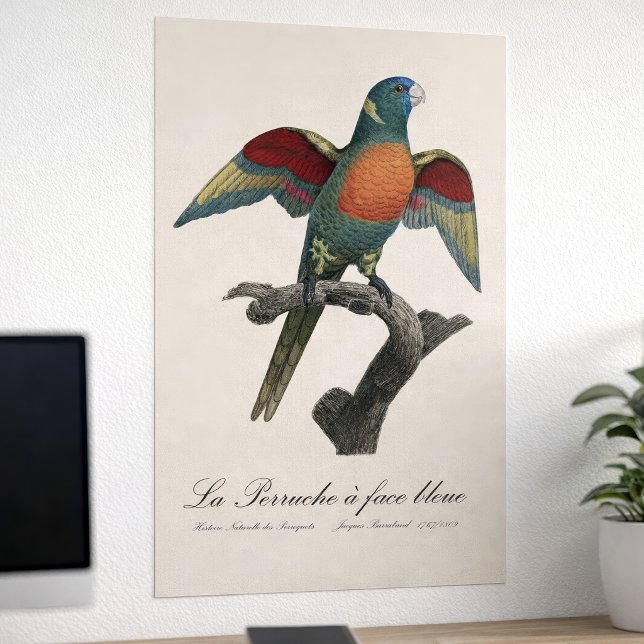 Affiche La Perruche une face bleue (Coconut Lorikeet, Trichoglossus haematodus. Poster)