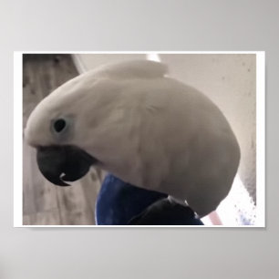 Affiche la personnalité extraordinaire du cockatoo à parap