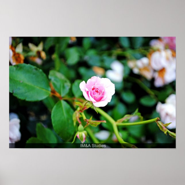 Affiche La Petite Rose (Devant)