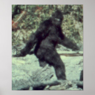 AFFICHE LA PHOTO ORIGINALE 1967 DE BIGFOOT SASQUATCH