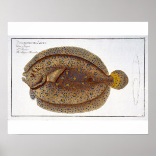 Affiche La plaque Argus Flounder (Pleuronectes Argus) XLVI