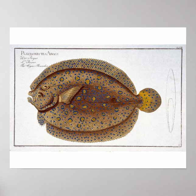 Affiche La plaque Argus Flounder (Pleuronectes Argus) XLVI (Devant)