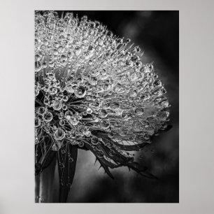 Affiche La Pluie Noir - Dandelion