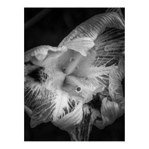 La Pluie Noir - Quinzaine Lily, Transparent