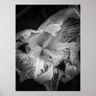 Affiche La Pluie Noir - Quinzaine Lily, Transparent