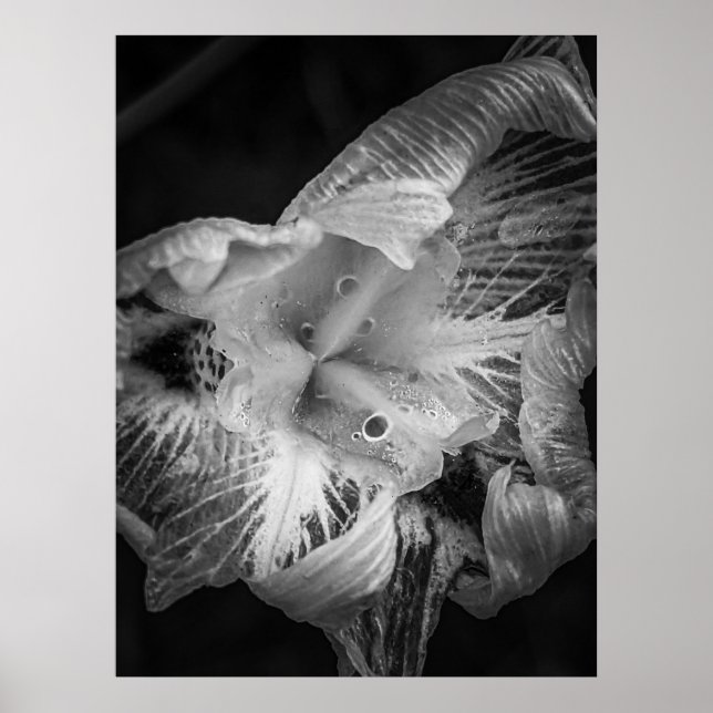 Affiche La Pluie Noir - Quinzaine Lily, Transparent (Devant)