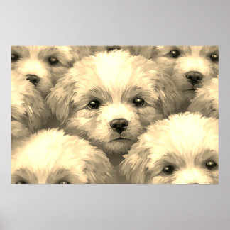 Affiche La portée de chiots blonds sur un mur