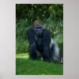 Affiche La position de Silverback Gorilla