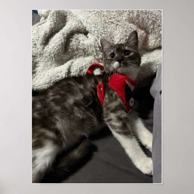 Affiche La Première de gala du petit gentleman (Devant)