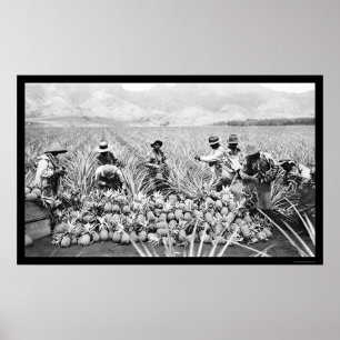 Affiche La récolte d'ananas Hawaii 1917