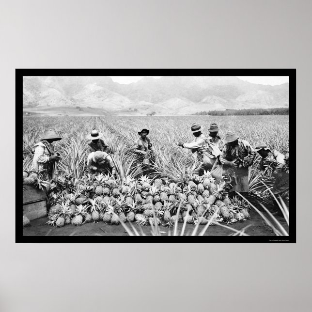 Affiche La récolte d'ananas Hawaii 1917 (Devant)