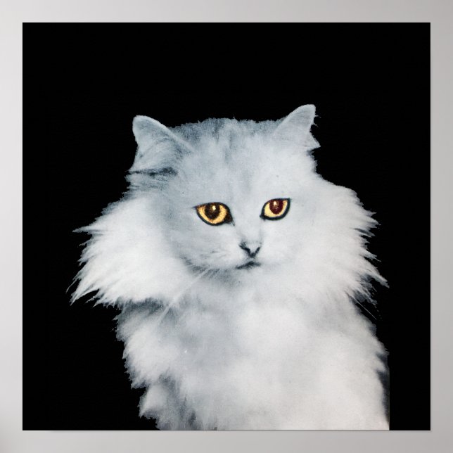 AFFICHE LA REINE DES CHATS BLANCS (Devant)