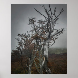 Affiche La résilience de la nature : forêt de Terre de Feu