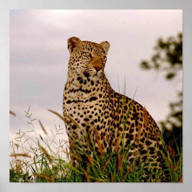 Affiche La rive de la rivière Dudley (Devant)