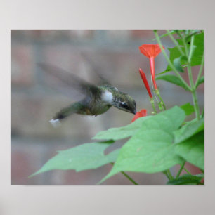 Affiche La Rubis-gorge sirote l'affiche