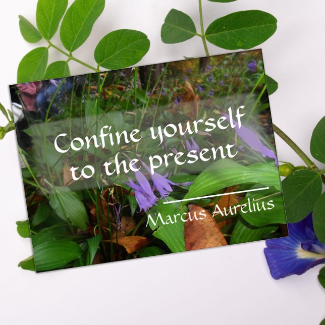 Affiche La sagesse latine cite l'affiche verte (Créateur téléchargé)