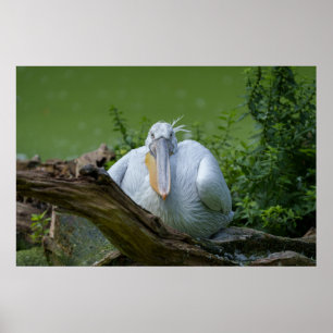 Affiche La sérénité du pélican, un regard captivant
