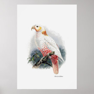 Affiche La Série De Perroquets Un Des Trois