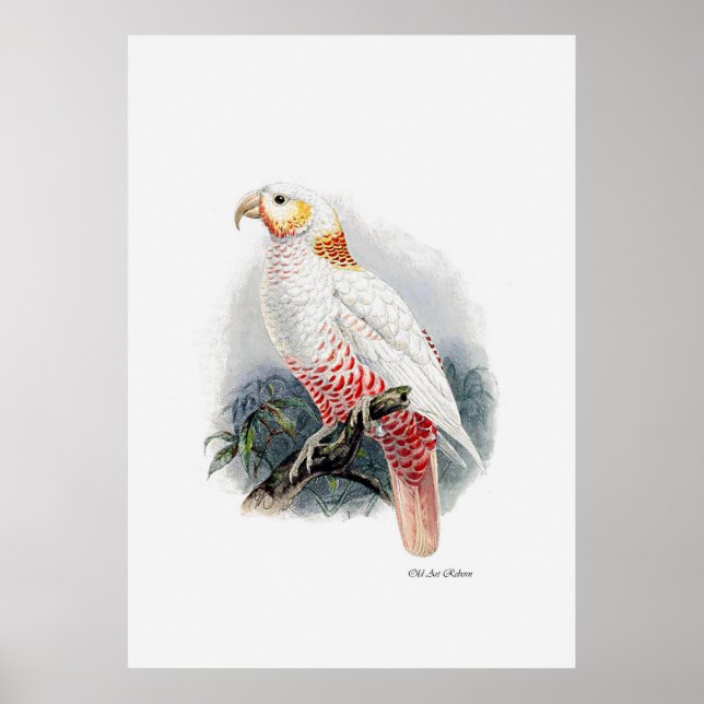 Affiche La Série De Perroquets Un Des Trois (Devant)