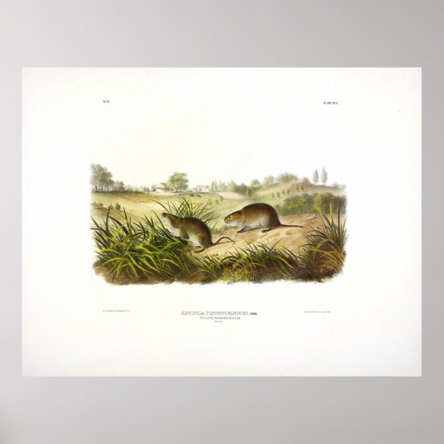Affiche La souris de prairie Wilson (Meadow Vole) par Audu (Devant)
