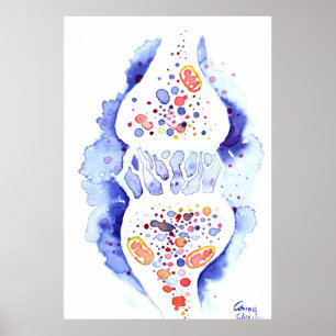 Affiche La synapse et l'impulsion nerveuse