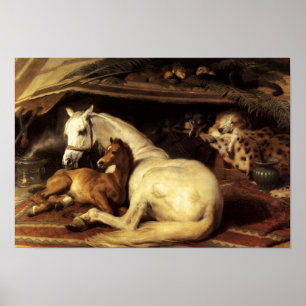 AFFICHE LA TENTE ARABE AVEC CHEVAUX ET AUTRES ANIMAUX