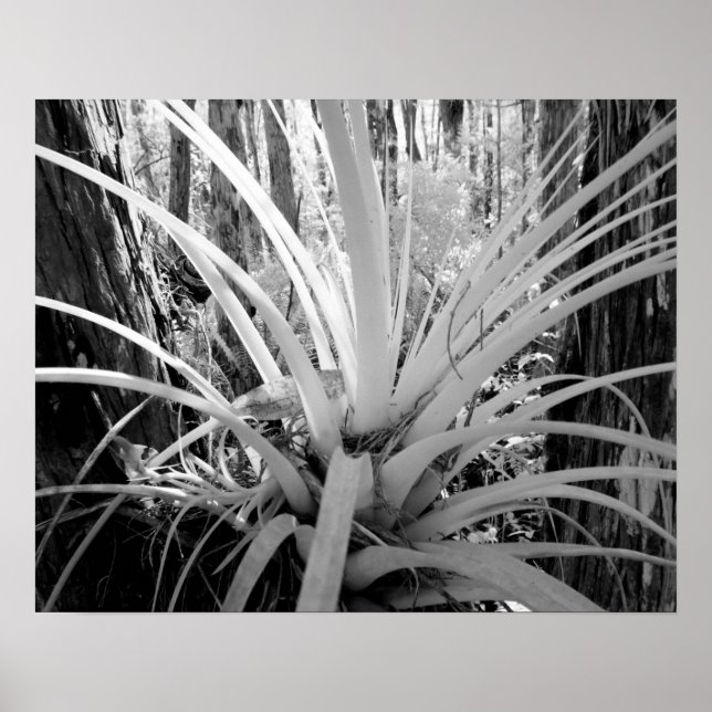 Affiche La tillandsie épiphytique est commune en Floride, (Devant)