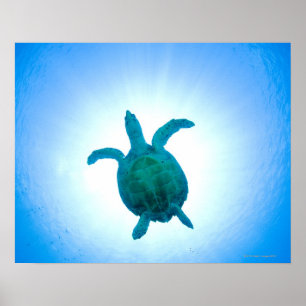 Affiche La tortue de mer nageant sous l'eau