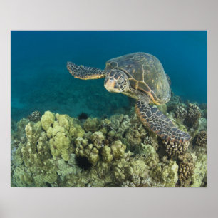 Affiche La tortue verte, (Chelonia mydas), est le