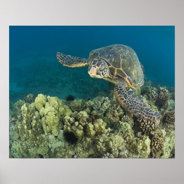 Affiche La tortue verte, (Chelonia mydas), est le (Devant)