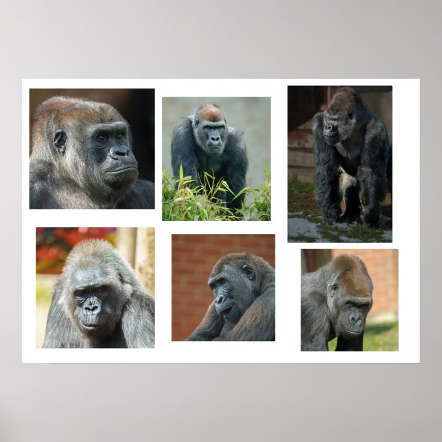 Affiche La troupe de Gorilla (Devant)